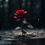 rose in rain, red rose, my love