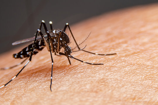 Dengue Fever - all you need to know