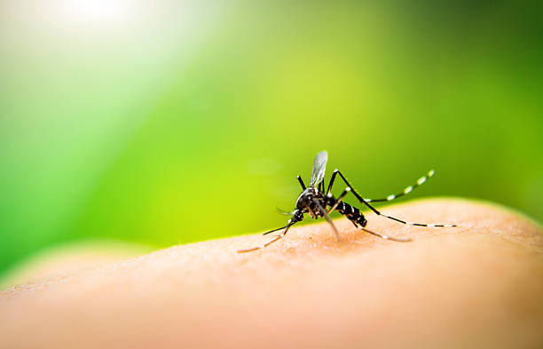 Dengue Fever - all you need to know